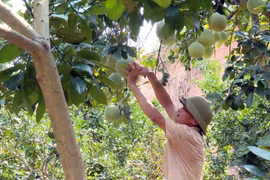 Bắc Ninh xúc tiến, kết nối thị trường tiêu thụ trái cây chủ lực