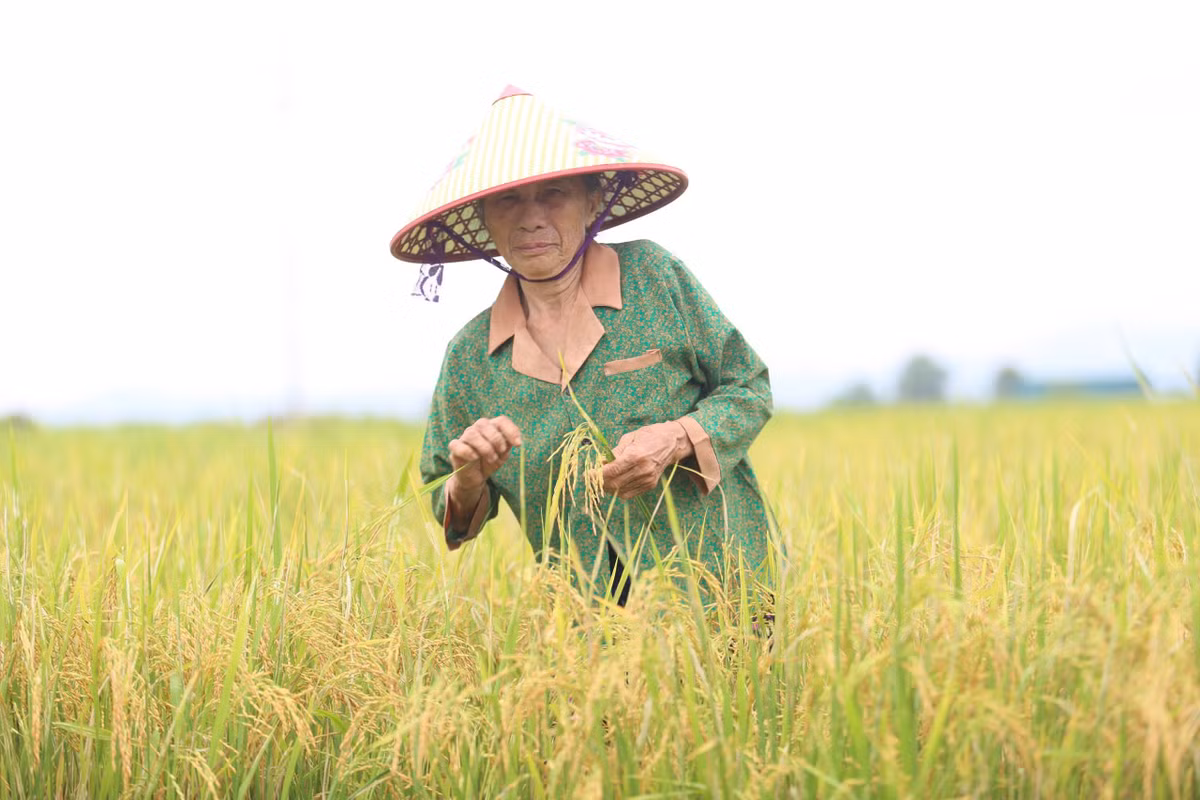 Còn bà Lê Thị Loan (xã Cẩm Bình) cho hay, nhà tôi còn hơn 5 sào lúa, nếu chờ thêm vài ngày nữa mới gặt, chắc chắn mưa bão sẽ làm đổ rạp, thiệt hại lớn là điều khó tránh khỏi. Vì vậy, gia đình bà Loan quyết định thu hoạch sớm để đưa về nhà.