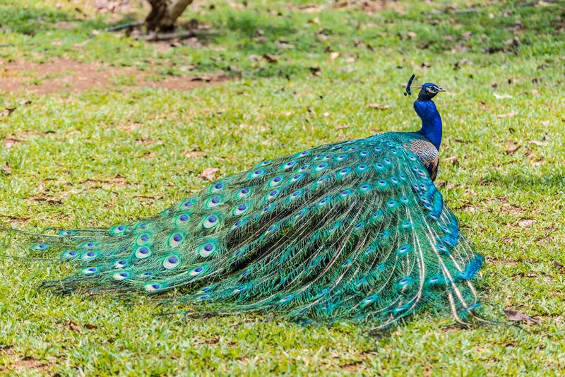 male-indian-peacock-pavo-cristatus-folded-tail-beautiful-casela-park-mauritius-86947074.jpg