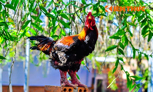 Cận cảnh gà Đông Tảo thuần chủng đang cháy hàng