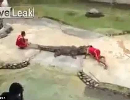 Thót tim cảnh cá sấu suýt... lấy đầu người