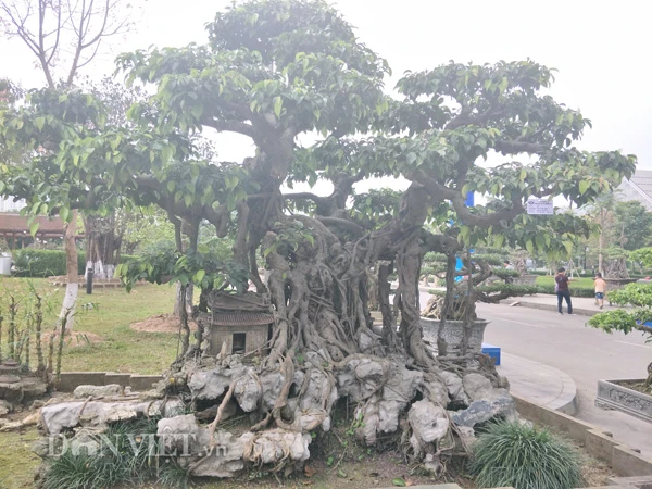 Sanh kiểng “phúc lộc thọ trường” giá chục tỷ chủ mới cho xuất vườn