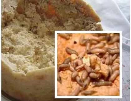 Cận cảnh pho mát giòi - món ăn bổ cho quý ông