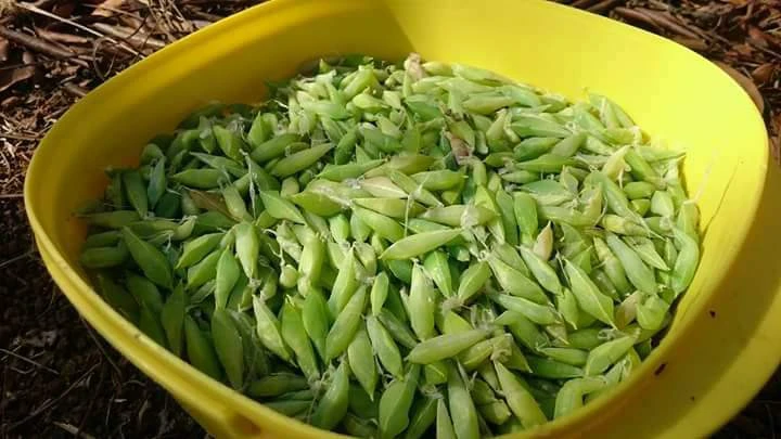 Hú hồn món nhộng sâu muồng đặc sản của Đắk Lắk