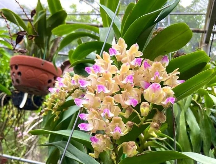 Vườn hoa quý tộc với “dòng đột biến” có giá tới 100 triệu/giò