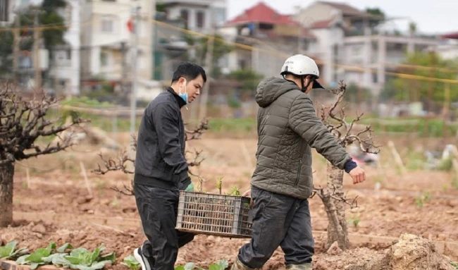 Người dân Nhật Tân nỗ lực “hồi sinh” vườn đào sau Tết