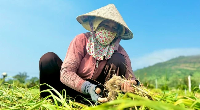 Được mùa nhưng giá thấp người dân trồng tỏi ở Lý Sơn “méo mặt“