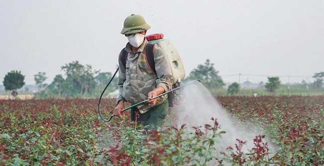 Thủ phủ hoa lớn nhất Hà Nội mất mùa “lỡ hẹn” dịp 20/10