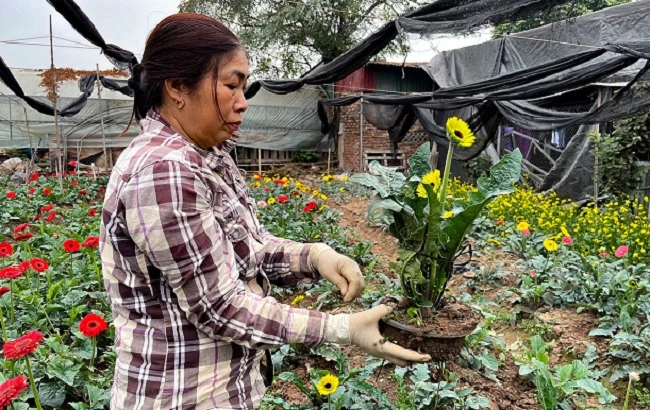 Nông dân Tây Tựu “thấp thỏm” vì sức mua chậm, giá hoa giảm mạnh