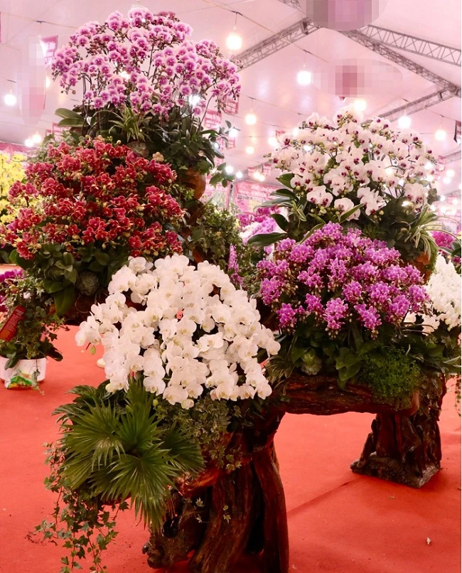 Lan hồ điệp khoe sắc đón Xuân ngập phố Hà Nội