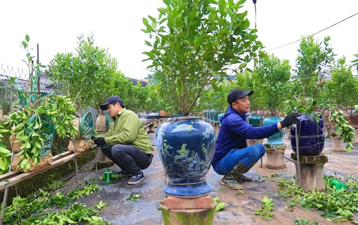 Gò thế, tạo dáng cho cây cảnh kiếm tiền triệu mỗi ngày