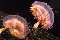 5 loài động vật ngụy trang kỳ diệu như bông hoa