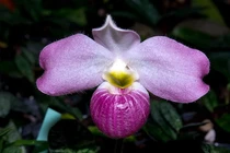 Loài lan hiếm nhất thế giới, Việt Nam sở hữu độc quyền