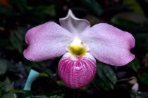 Loài lan hiếm nhất thế giới, Việt Nam sở hữu độc quyền