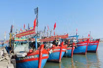 Lộc biển đầu năm, ngư dân Quảng Ngãi bội thu cá cơm