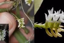 Khó tin loài hoa lan nhỏ nhất thế giới chỉ 0,5mm