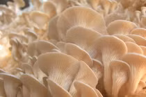 Bí mật gây sốc: Nấm chính là 'kỹ sư sinh thái' đầu tiên Trái Đất