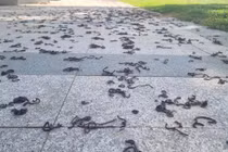 Choáng với cảnh tượng hàng nghìn con giun trồi khỏi mặt đất ở Quảng Ngãi