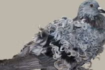 Gặp loài bồ câu kỳ lạ nhất thế giới, lông xoăn, thích đi bộ