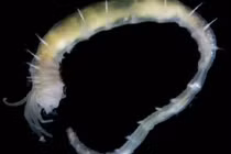 Ốc đảo sinh thái mới được phát hiện sâu 3.640 mét dưới Greenland