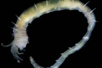 Ốc đảo sinh thái mới được phát hiện sâu 3.640 mét dưới Greenland