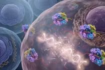 Phát hiện loại enzyme tiêu diệt DNA tế bào ung thư