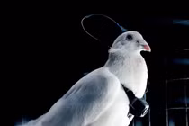 Nga cấy chip não biến chim bồ câu thành drone sống