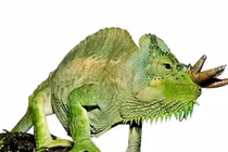 Phát hiện loài tắc kè có thể mọc vô số sừng kỳ dị