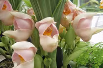 Kỳ lạ hoa lan “nôi em bé” khiến thế giới mê mẩn