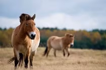 Linh thú thảo nguyên Mông Cổ quý hiếm, là loài trong sách Đỏ