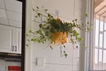 Các loài hoa đại kỵ, nhà lỡ trồng vận suy dễ tới