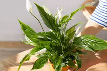 Trồng ngay 3 cây phong thủy vàng, thu hút tài lộc cực mạnh