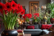 Bốn cây cảnh rực rỡ giúp kích hoạt vận đỏ năm 2026