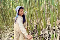 Ứng dụng khoa học công nghệ phát triển nguồn lợi măng vót