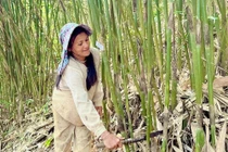 Ứng dụng khoa học công nghệ phát triển nguồn lợi măng vót