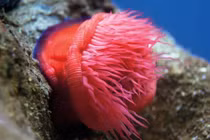 Khó tin những loài động vật không có não, săn mồi siêu đẳng