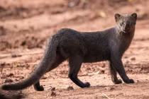 Loài mèo kỳ lạ sống trên cây, ngoại hình y hệt chồn