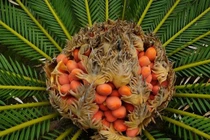 View - Ba cây cảnh cát tường nhà giàu trồng để giữ bình an | Báo Tri thức và Cuộc sống - TIN TỨC PHỔ BIẾN KIẾN THỨC 24H