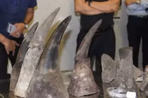 Chu Đăng Khoa bị bắt, hành vi buôn bán động vật hoang dã bị xử lý sao?