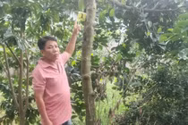 Lý do khởi tố kẻ ăn trộm 2 trái mít trị giá 387.000 đồng?