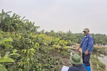 Người dân trồng cây, xây dựng trái phép trên đất thu hồi dự án ở Hải Phòng