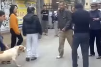 Người thả chó dữ tấn công hàng xóm ở Hà Nội sẽ bị xử sao?