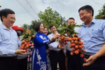 Hải Dương xuất khẩu lô vải thiều Thanh Hà đầu tiên năm 2025