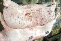 Đề nghị Bộ Công an điều tra vụ CP bị “tố” bán lợn bệnh