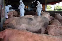 Xử lý dứt điểm ổ dịch tả lợn châu Phi, không để bùng phát