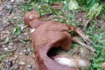 Sói hoang tấn công 50 con trâu, bò bị chết ở Điện Biên