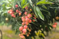 Vải thiều Thanh Hà - sản vật tiến vua, đặc sản xuất khẩu