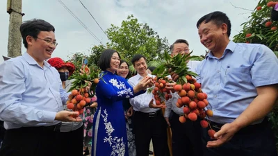 Hải Dương xuất khẩu lô vải thiều Thanh Hà đầu tiên năm 2025