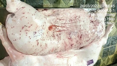 Đề nghị Bộ Công an điều tra vụ CP bị “tố” bán lợn bệnh