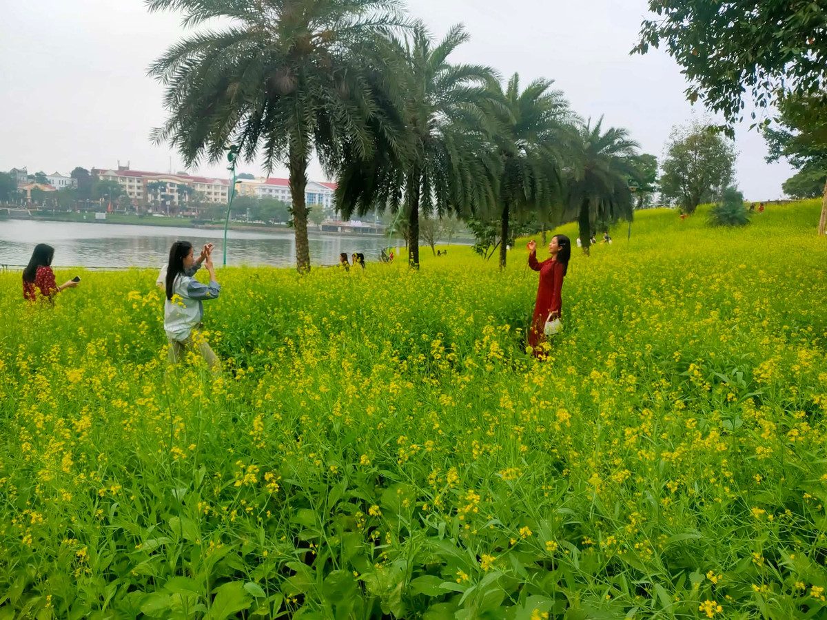 Cánh đồng hoa cải nở đúng dịp Tết, hút Trong tiết trời se lạnh của những ngày Tết, sắc vàng rực rỡ của hoa cải trải rộng trên khu đất hơn một ha tạo nên khung cảnh tươi sáng, mang đậm không khí mùa xuân.khách tham quan tại Phú Thọ.